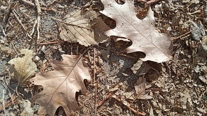 oak leaf on the ground