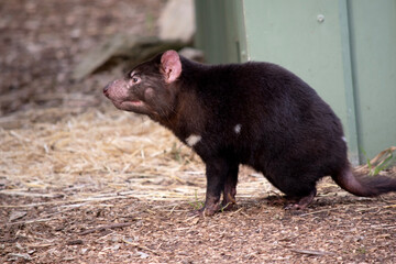 Tasmanian Devils are the size of a small dog. Devils have black fur with a large white stripe across their breast and the odd line on their back