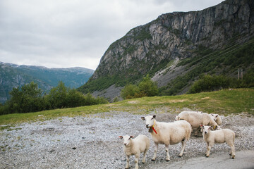 Obraz premium Scandinavian Travels
