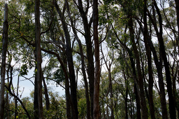 the eucalyptus trees don't have many leaves