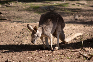 this is a male western grey kangaroo