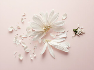 Daisy flower shedding petals