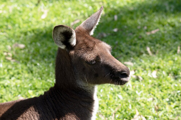 this is a close up of a western grey kangaroo