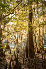 Forest in the swamps