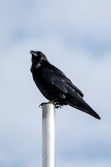 black raven bird on pole animal