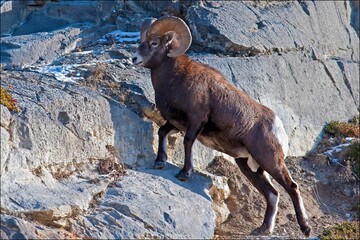Bighorn sheep in the mountains