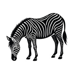Fototapeta premium zebra isolated on white