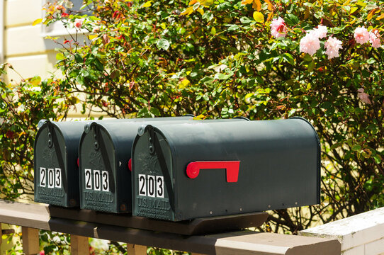 Green mailboxes against vibrant roses on a sunny suburban street