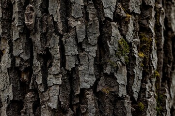 Obraz premium a close up of a dark, textured tree bark