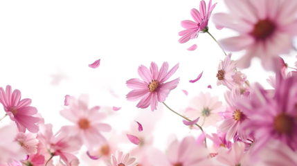 Soft pink flowers scattered in the area isolated on transparent background