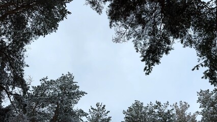 View to tree tops with green snow-covered branches at pine woodland. Beautiful nature landscape at background. Tranquil and idyllic scene concept