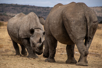 Fototapeta premium A black (left) and white rhino who grew up together at a rhino orphanage in Limpopo. 25 June 2024. 