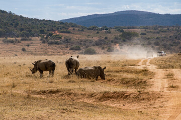 White rhinos part of the first group of rhinos to receive radioisotopes, part of the Rhisotope...