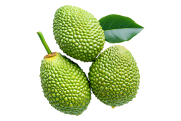 Marang fruit with textured skin and green leaves, isolated on white transparent background. Concept of tropical fruits.