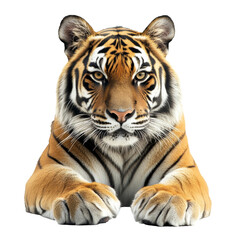 Fototapeta premium Majestic tiger resting peacefully in natural pose