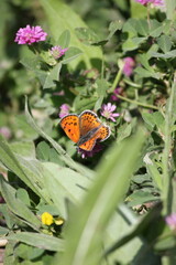 Orange butterfly resting on a purple clover flower, surrounded by lush green foliage and scattered purple blooms