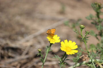 Close-up shot of beautiful orange spotted butterfly on a bright yellow Crown Daisy flower (Chrysanthemum coronarium) against soft blurred earthy background