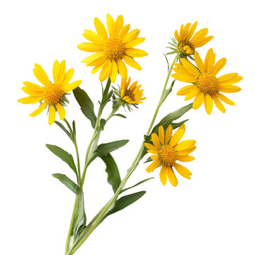 Bright arnica flowers arranged on a transparent background for creative design projects or floral displays, Arnica flowers on a transparent background