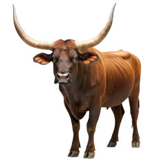 Naklejka premium Brown bull with impressive horns standing still