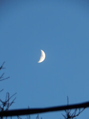 a crescent moon in a clear blue sky, with some tree branches visible at the bottom. The moon is in its waxing or waning phase, creating a serene and peaceful scene. © 0l3gxc