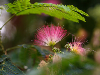 Albizia julibrissin ( lat. Albizia julibrissin ) is a species of tree of the genus Albizia of the legume family ( Fabaceae )