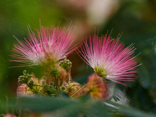 Albizia julibrissin ( lat. Albizia julibrissin ) is a species of tree of the genus Albizia of the legume family ( Fabaceae )