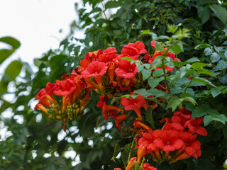 Campsis ( Latin- Campsis ) is a genus of woody deciduous vines of the Bignoniaceae family
