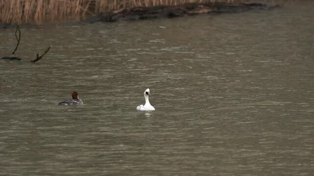 Male and female smew (Mergellus albellus) swimming and diving - slow motion