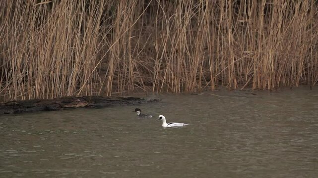 Male and female smew (Mergellus albellus) swimming and diving - slow motion