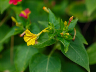 Mirabilis ( Latin- Mirabilis ) is a genus of flowering plants of the family Nyctaginaceae
