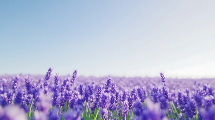 Obraz premium A soft, blurred field of lavender with a clear, open sky for text 