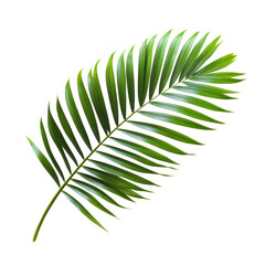 Lush green palm frond leaf on a clean transparent background highlighting tropical natures beauty, tropical nature green palm frond leaf on transparent backgroundfile