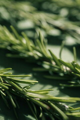 Flat lay of fresh rosemary sprigs arranged on a dark green background, showcasing natural texture and vibrant green hues. Perfect for culinary, herbal, or decorative purposes