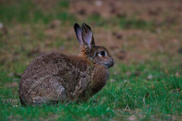 Brown Bunny in Green Meadow