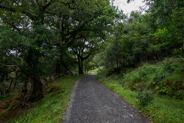 A gravel path winds through the lush greenery of a forest in Glenveagh National Park, in Ireland, offering a serene and scenic journey for nature lovers