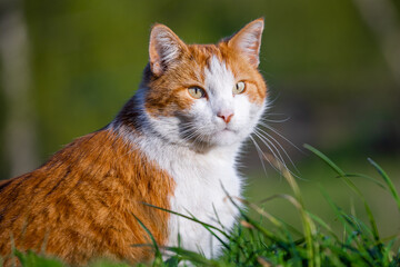 Cat Enjoying a Sunny Day