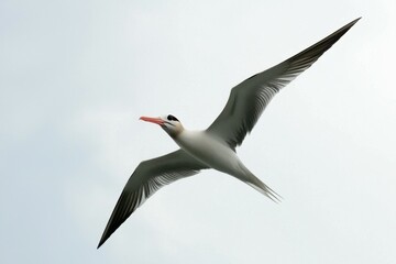 Fototapeta premium Red-Billed Tropicbird in Flight