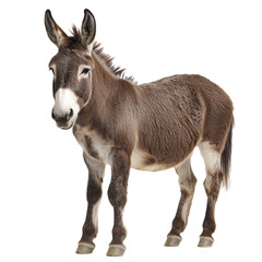 Obraz premium Donkey standing on white background in good health