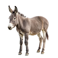 Gray donkey standing calmly on a white background