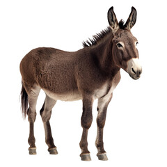 Fototapeta premium Donkey standing calmly on a white background