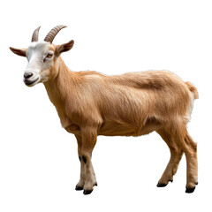 Fototapeta premium Goat standing calmly on a white background