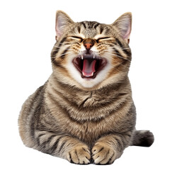 Fototapeta premium Happy striped cat expressing joy with open mouth