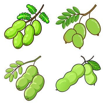 sweet green tamarindus high-quality vector bundle set ideal for menus, food and fruit concepts illustration.