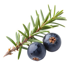 Juniper berry on transparent background