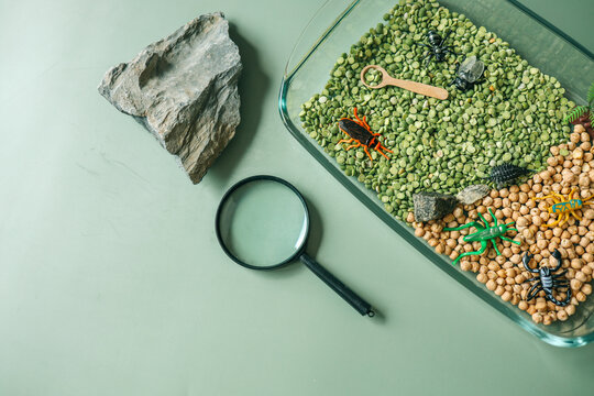 Educational sensory play setup for kids featuring plastic insects, rocks, a magnifying glass, and dry green peas and chickpeas in a glass container. Creative nature-inspired exploration activity