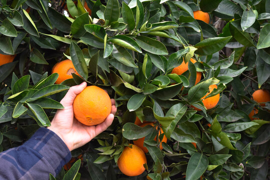 Eye-level view of a hand picking a ripe orange from a lush tree in a peaceful backyard