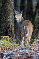 Fototapeta premium white-tailed deer.