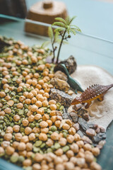 Miniature dinosaur landscape in a glass dish featuring sand, rocks, chickpeas, and toy dinosaurs. A creative sensory play and educational setup for children
