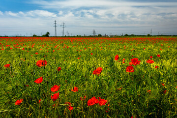 Field wit red Poppy Flowers in beautiful Backlight, Horizon and blue Sky in Bakcground; selective Focus, Copyspace