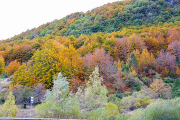 Bosco di Forca d'Acero in autunno. Mille colori in Abruzzo